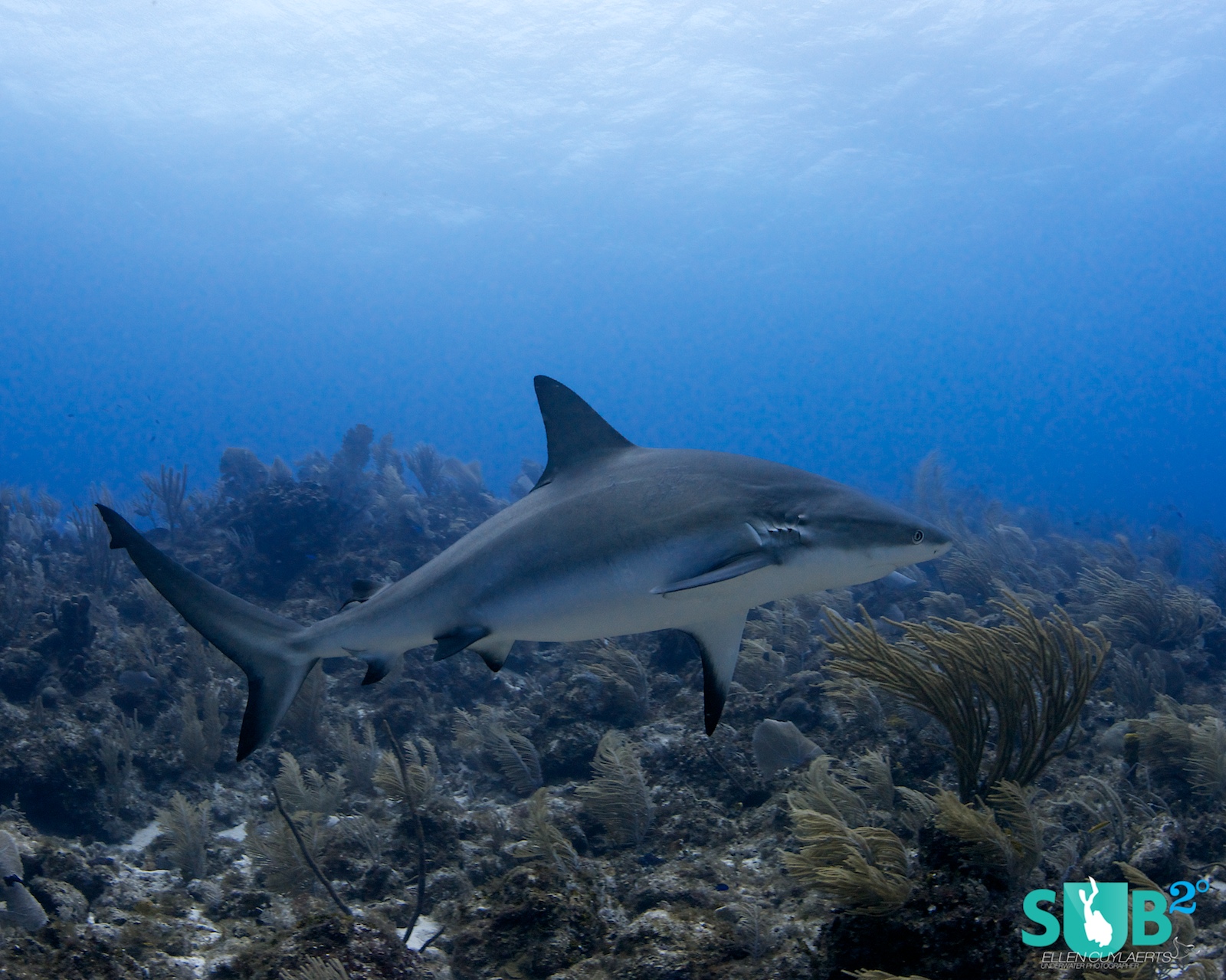 An arched back or fins down can be signs of irritation and might be signs to leave the scene, especially with less experienced divers in the group. Heartbeats tend to go up and sharks are very good at picking this up, with more bold behavior following.