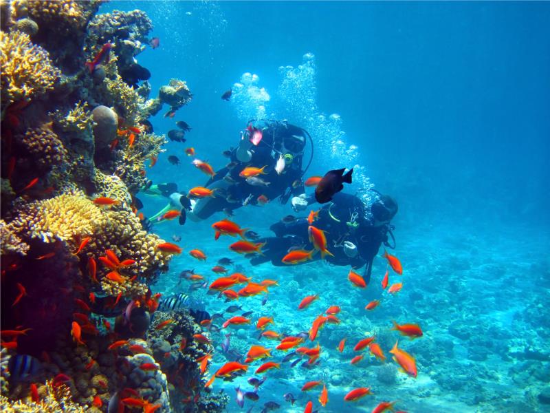 Similan Islands Underwater