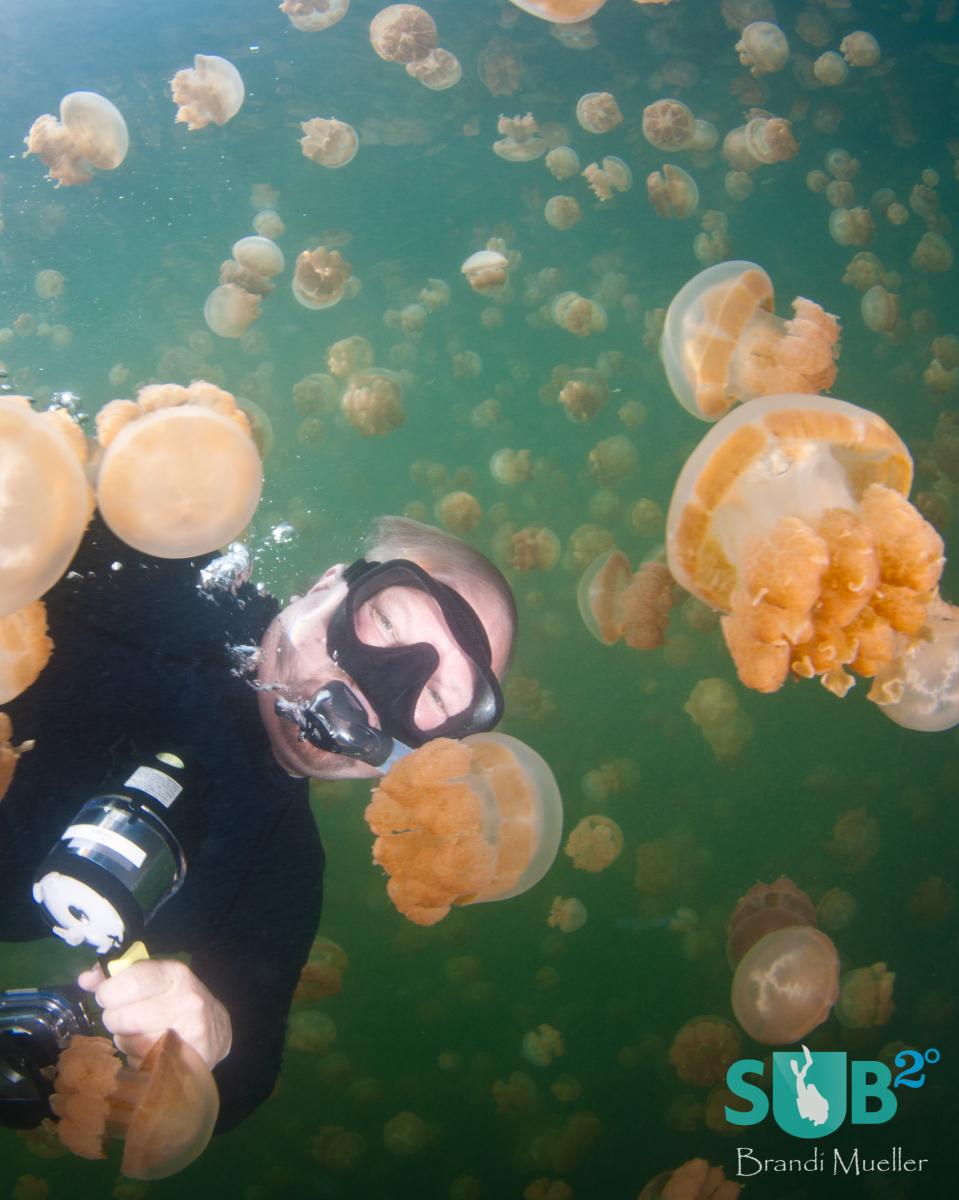 1zplay潜水是不允许在水母湖bubbles can collect in the jellyfish bells and cause damage to the jellyfish. Here a snorkeler poses with the jellyfish.