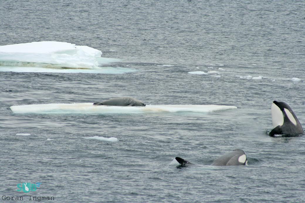 一条虎鲸准备攻击密封在一块浮冰上。