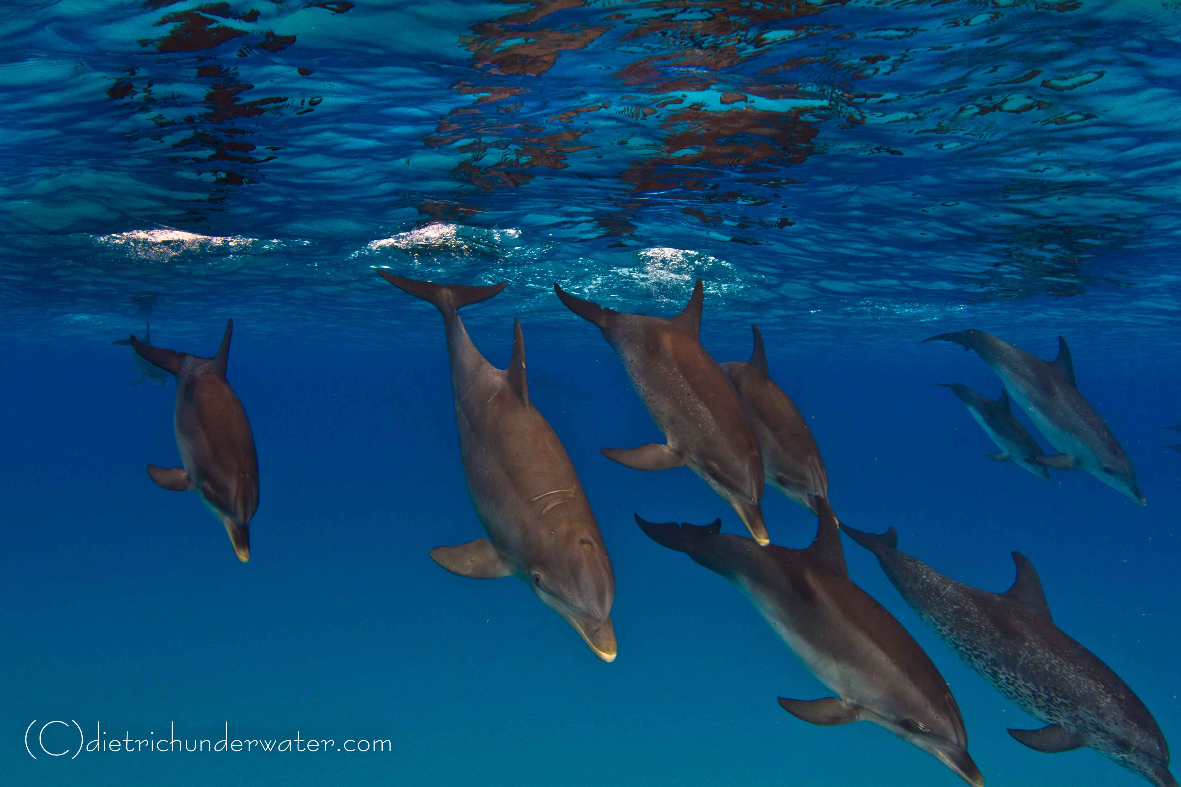 Mixed pod of Atlantic bottlenose and spotted dolphins.