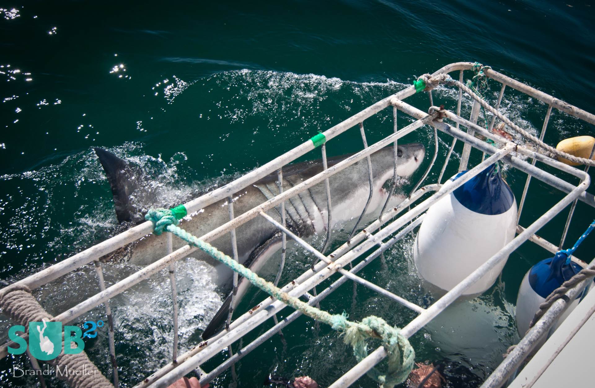 A great white shark comes very close to the cage.