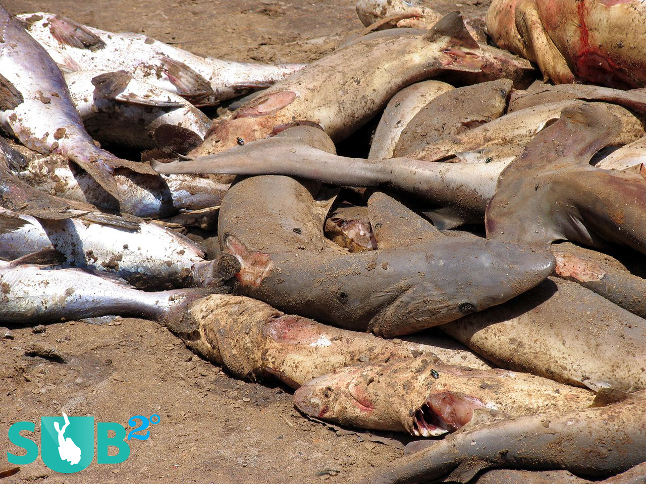 死鲨切断了鳍后，死鲨躺在塞内加尔的海滩上。