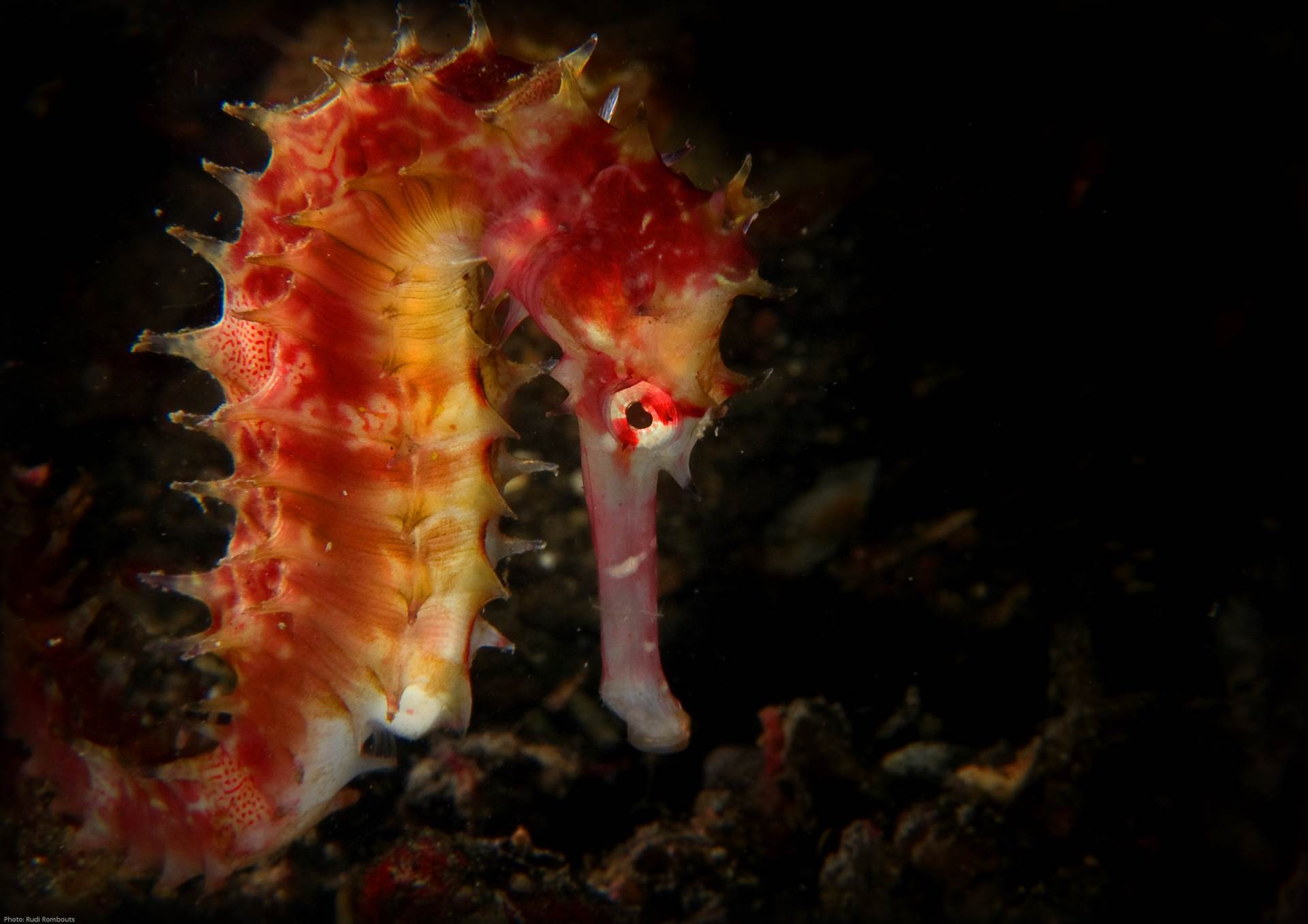 A thorny seahorse spotted in Lembeh, Indonesia.  Photo by Rudi Rombouts/Guylian Seahorses of the World