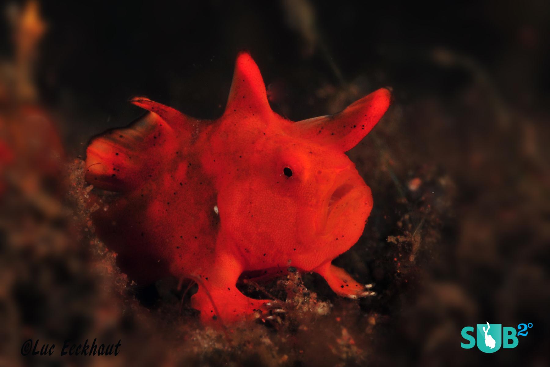 Frogfish can change into different colours and are difficult to spot, but here's a little red one I spotted.  (Nikon D300s - 1/60sec - #40 - 105mm lens)