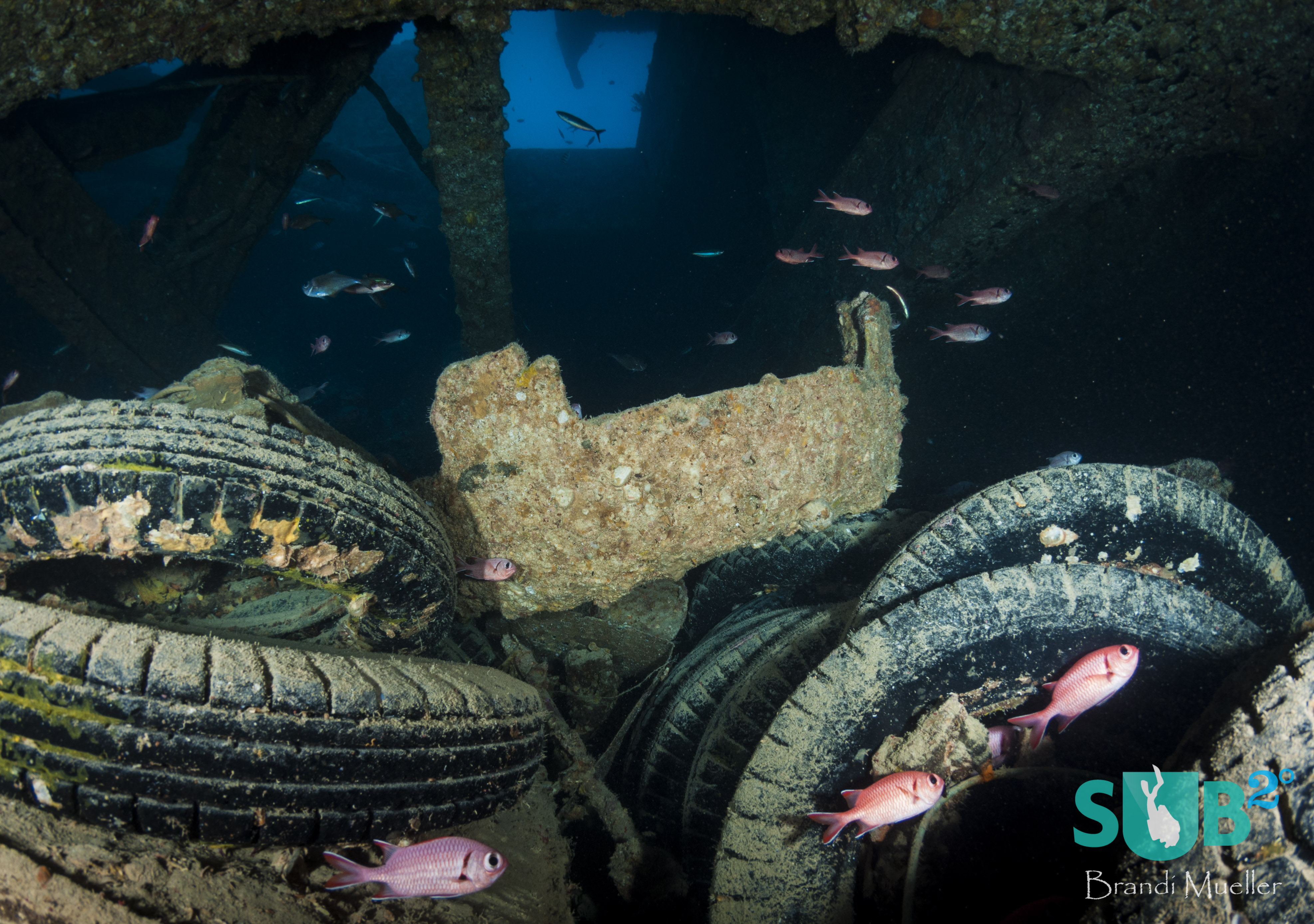 堆叠轮胎可以在几个储存量中找到，它们在它们周围游泳。