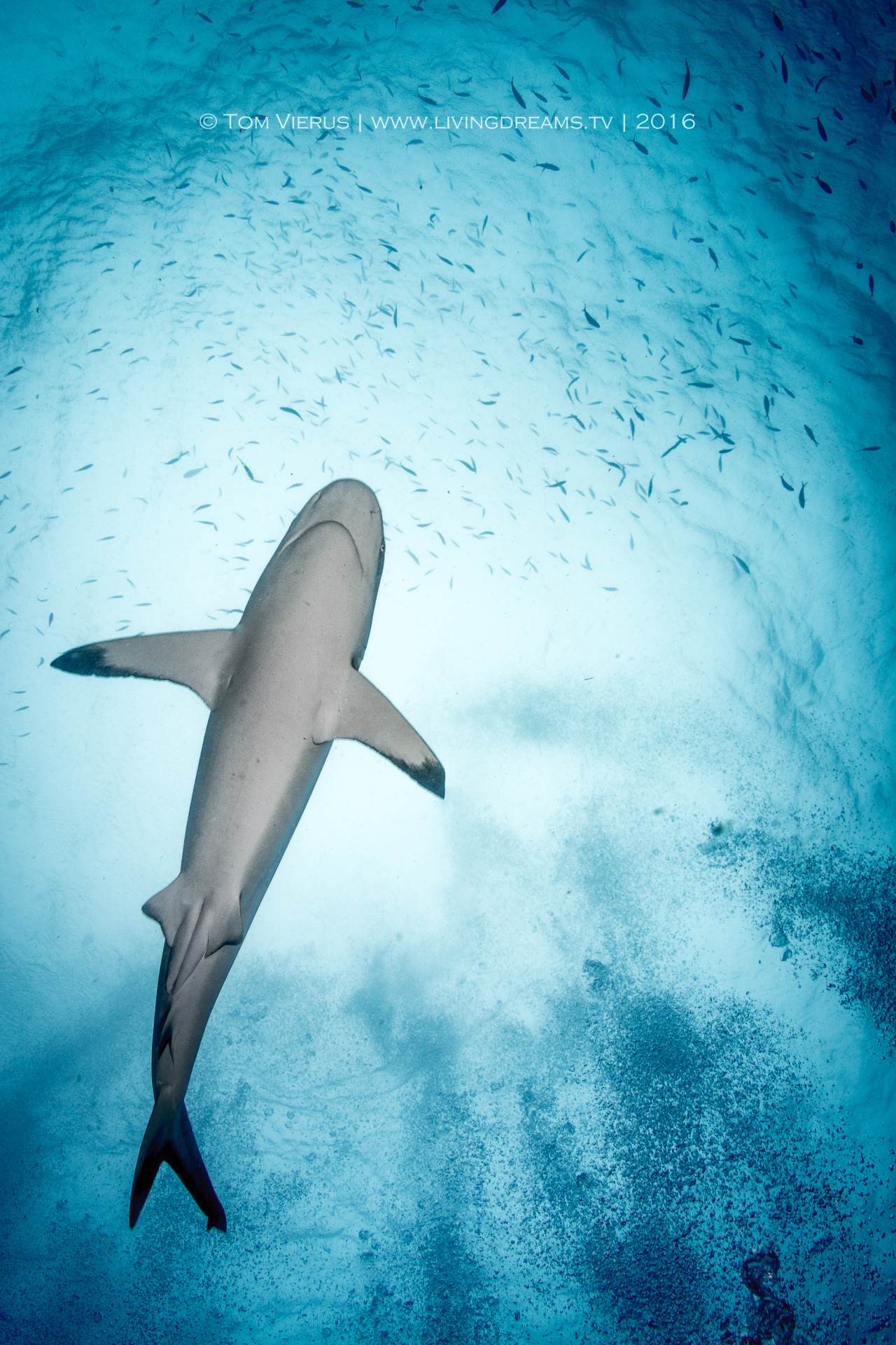 灰礁鲨的美丽而优雅的轮廓。