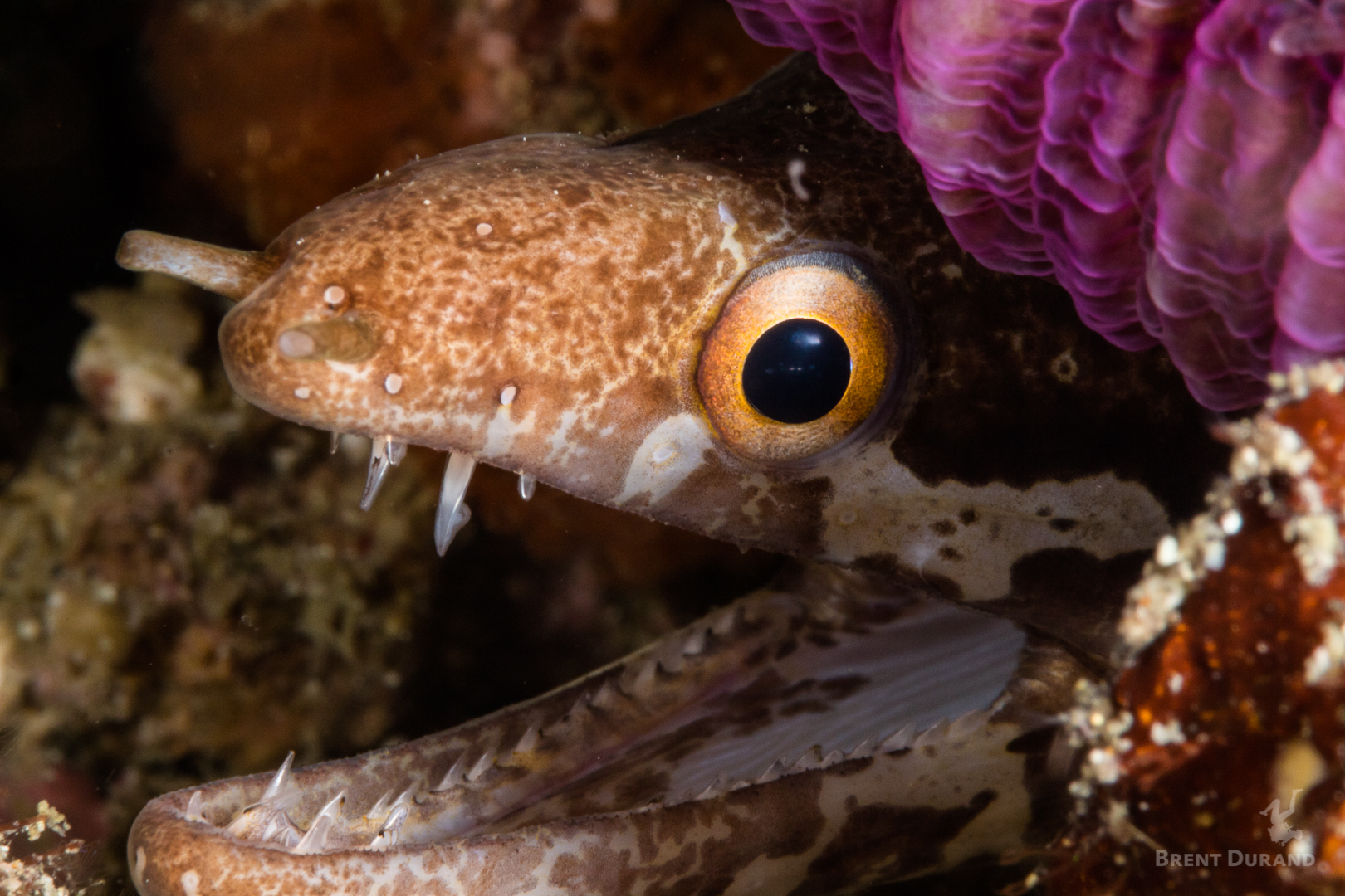 A barred-fin moray eel eyes the camera in this intimate portrait.