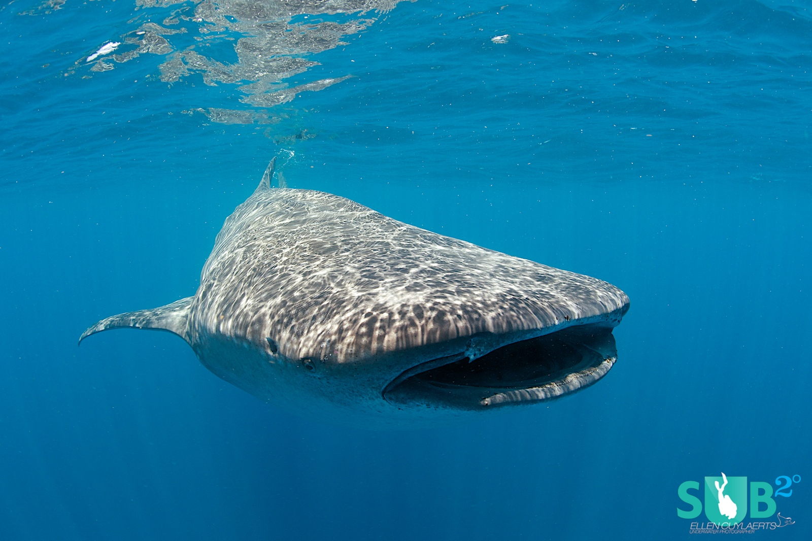 在墨西哥Isla Mujeres与雄伟的鲸鲨一起游泳