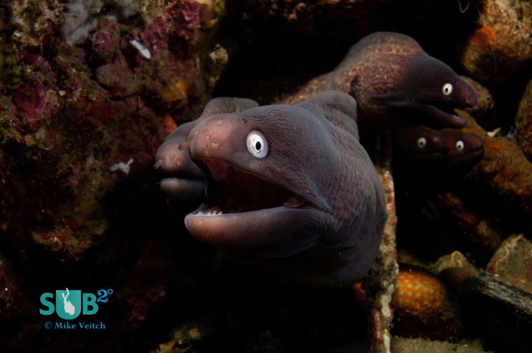 居住在跳船下的一个孔的一群白色眼睛海鳗鳗鱼（空气曼尼斯，安汶，印度尼西亚）。