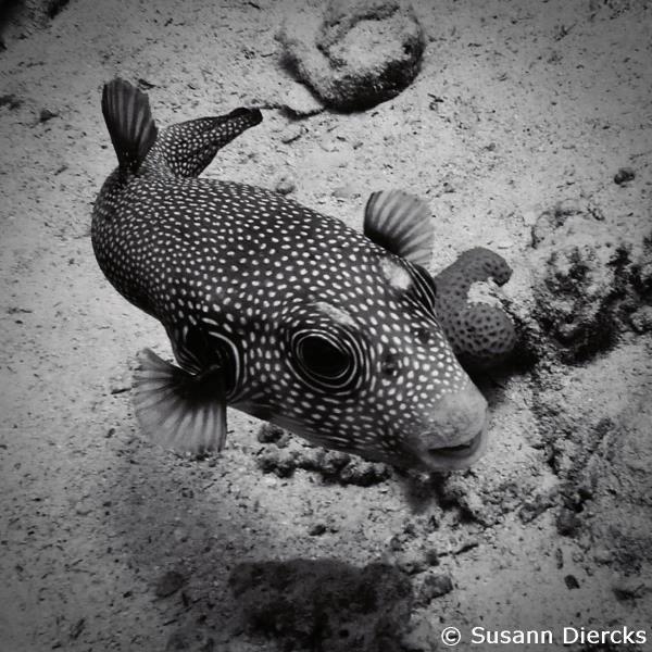 White-spotted pufferfish
