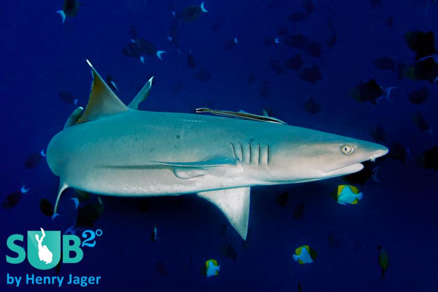 Whitetip礁鲨