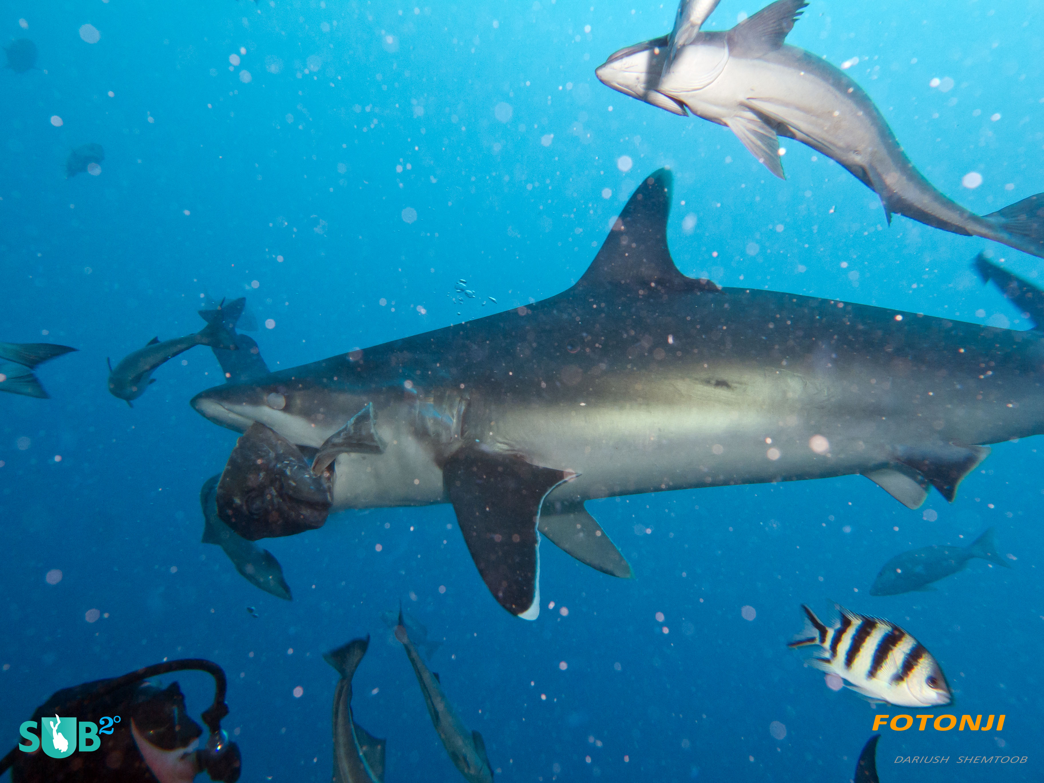 The wrangler holds his breath, keeping his cool, to draw the grey reef shark closer in.